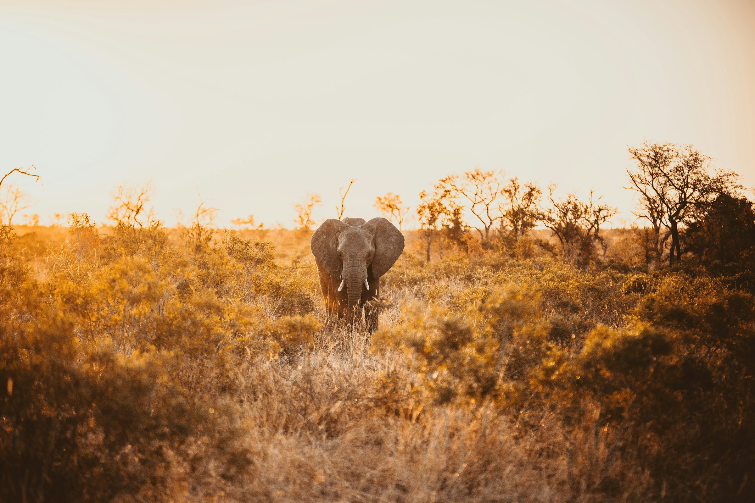 An elephant standing in golden grass on the African savanna